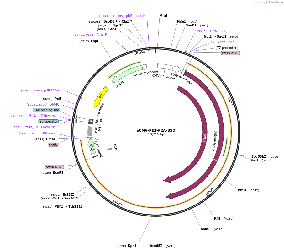 174819-plasmid-map-sequence-id-343617