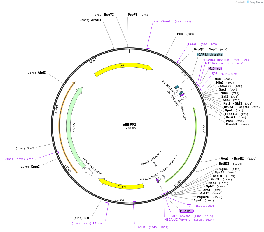 165831-plasmid-map-sequence-id-343623