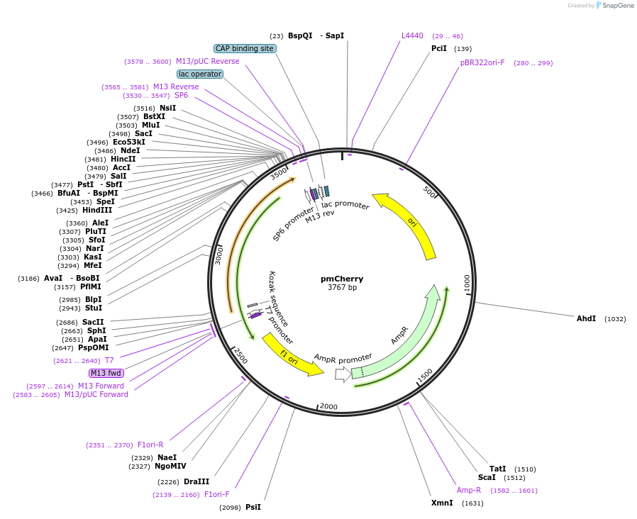 165828-plasmid-map-sequence-id-343627