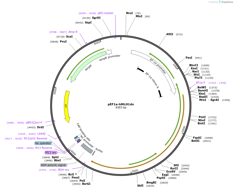 174824-plasmid-map-sequence-id-343630