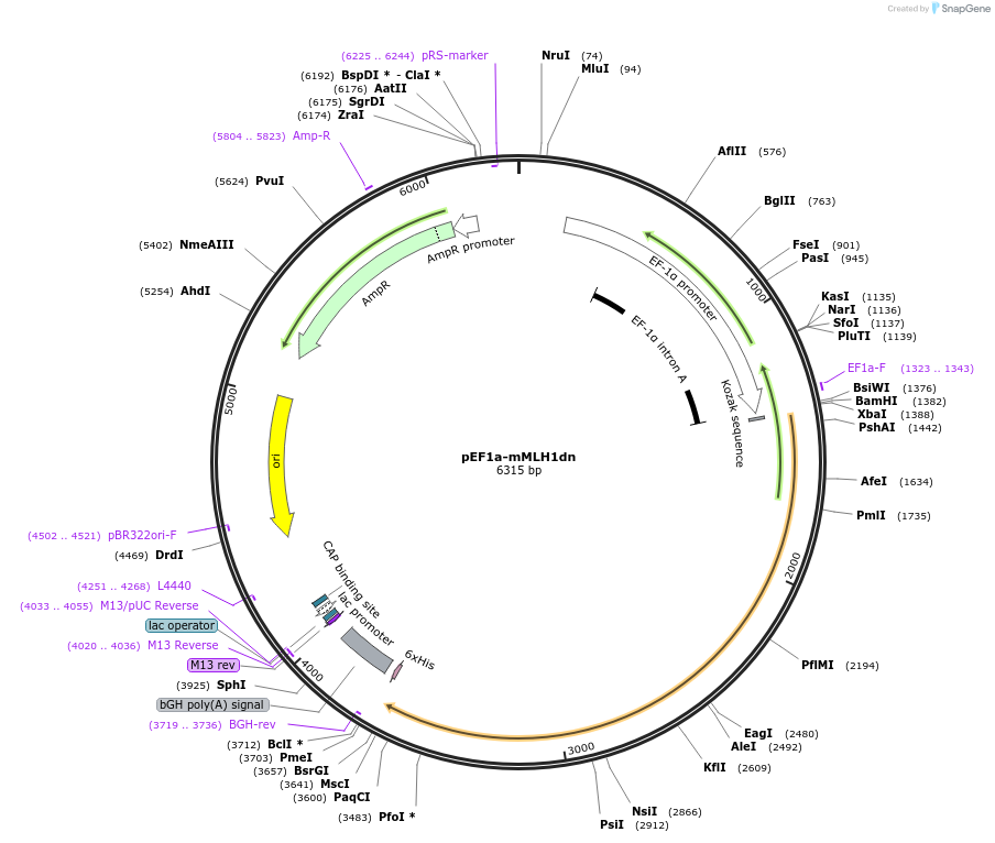 174825-plasmid-map-sequence-id-343632
