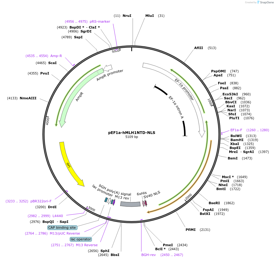 174826-plasmid-map-sequence-id-343633