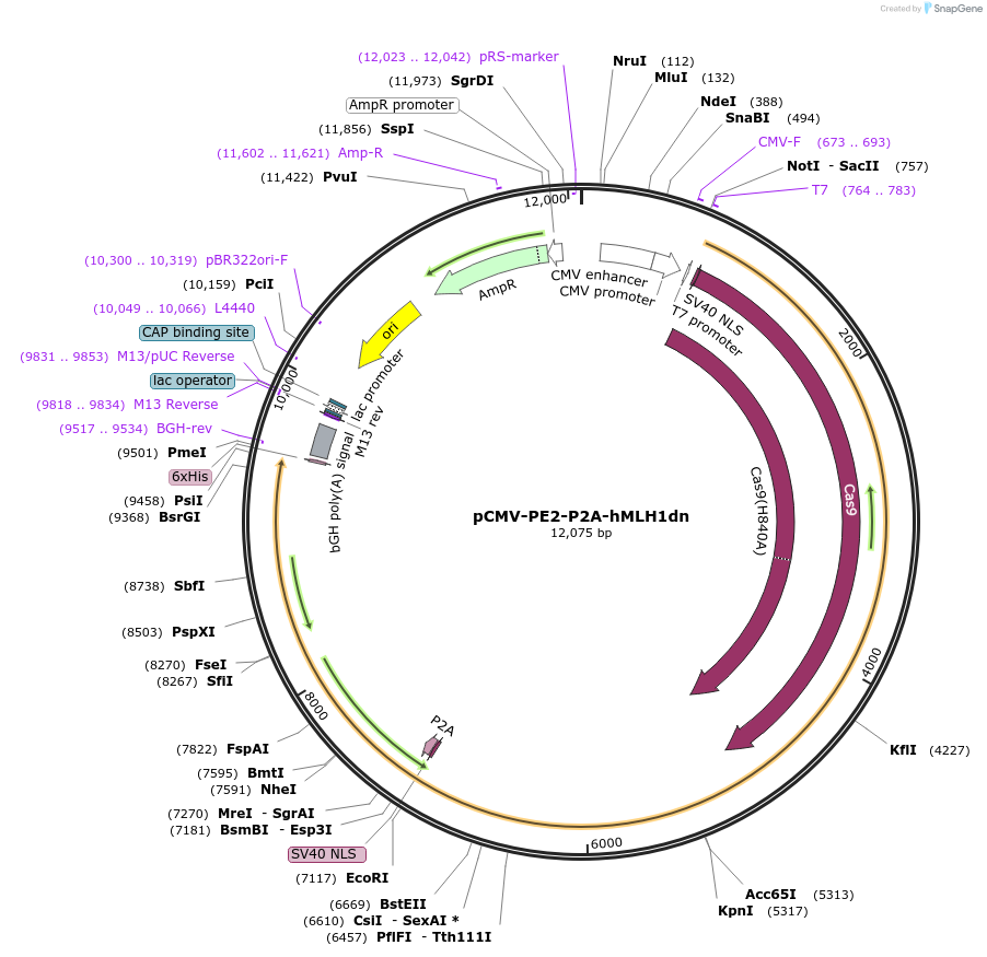 174827-plasmid-map-sequence-id-343635