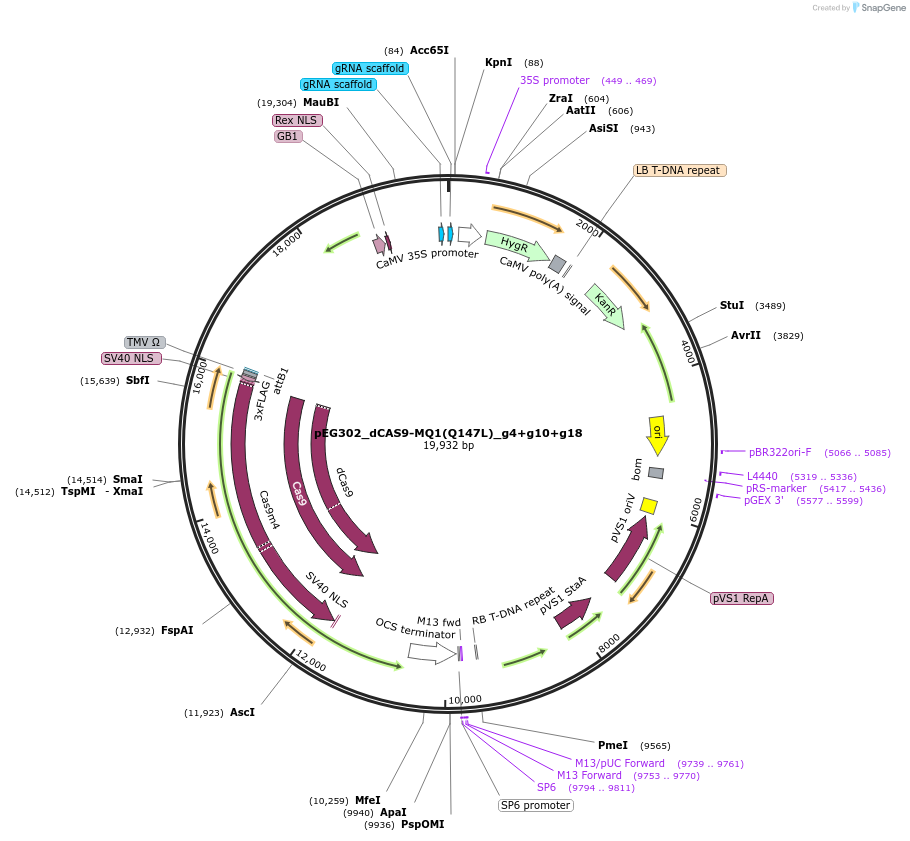 172316-plasmid-map-sequence-id-343650