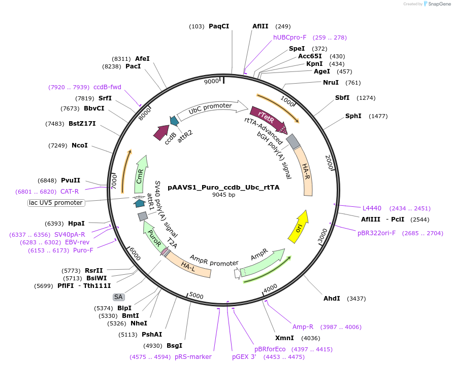 172130-plasmid-map-sequence-id-343655