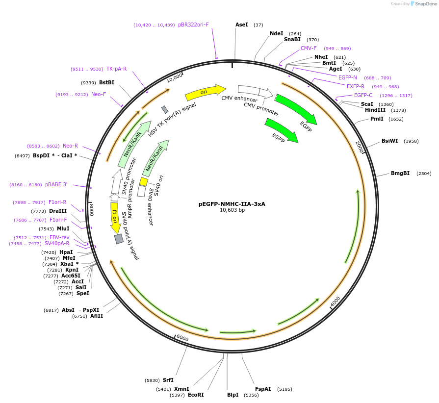101041-plasmid-map-sequence-id-343684