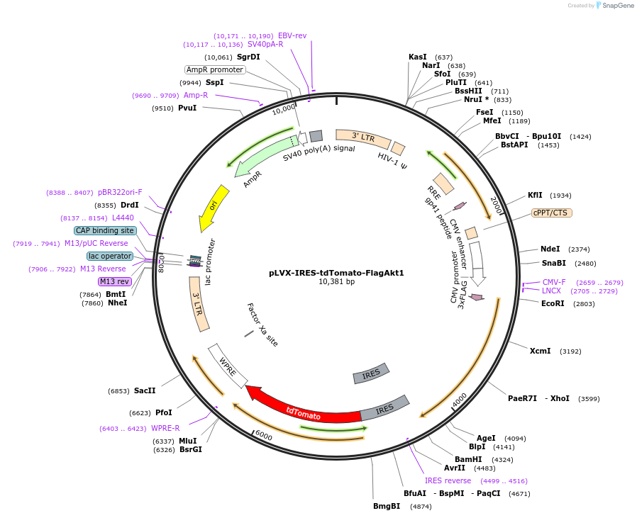64831-plasmid-map-sequence-id-343688