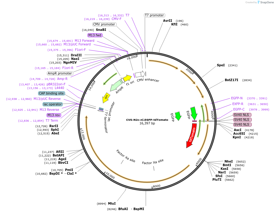 172382-plasmid-map-sequence-id-343692