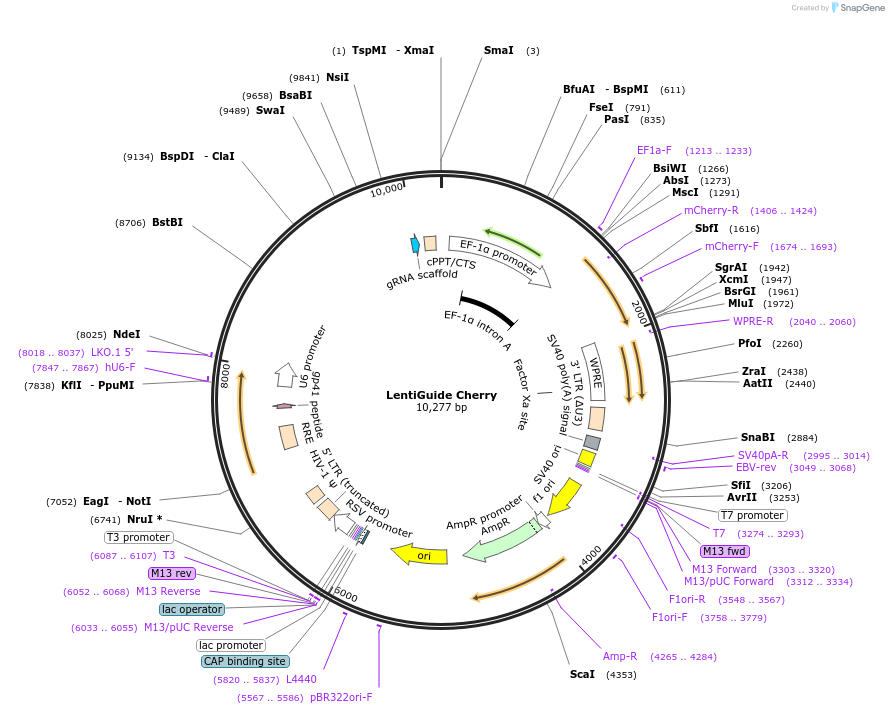 170510-plasmid-map-sequence-id-343694