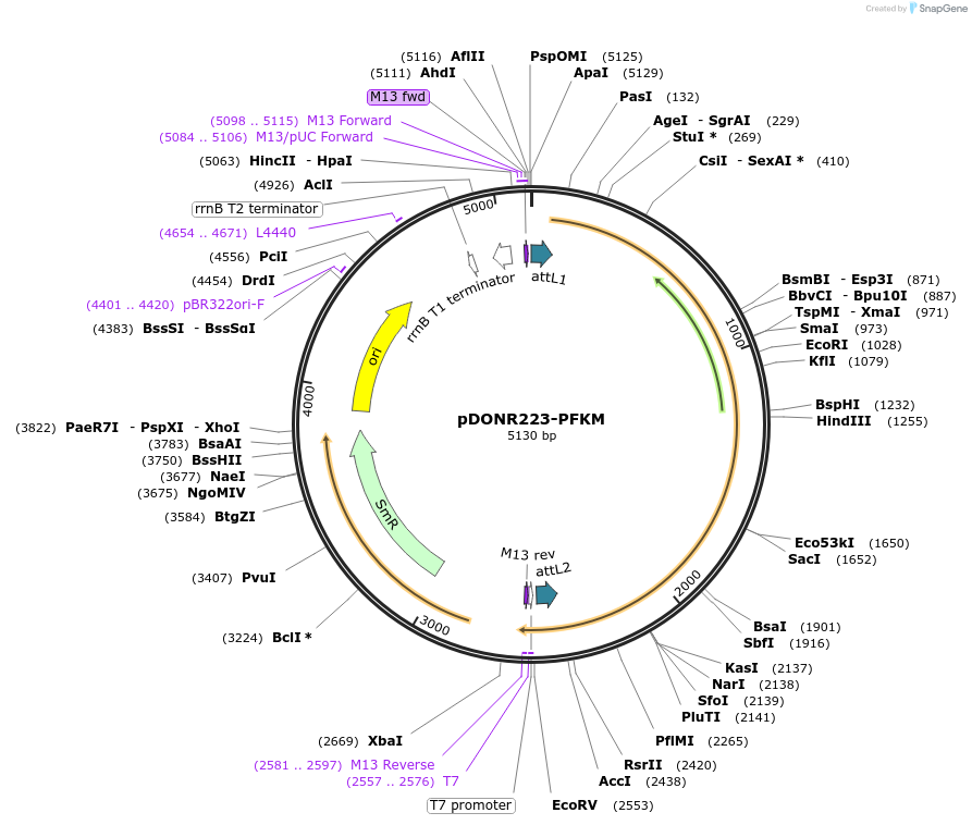 23728-plasmid-map-sequence-id-343696