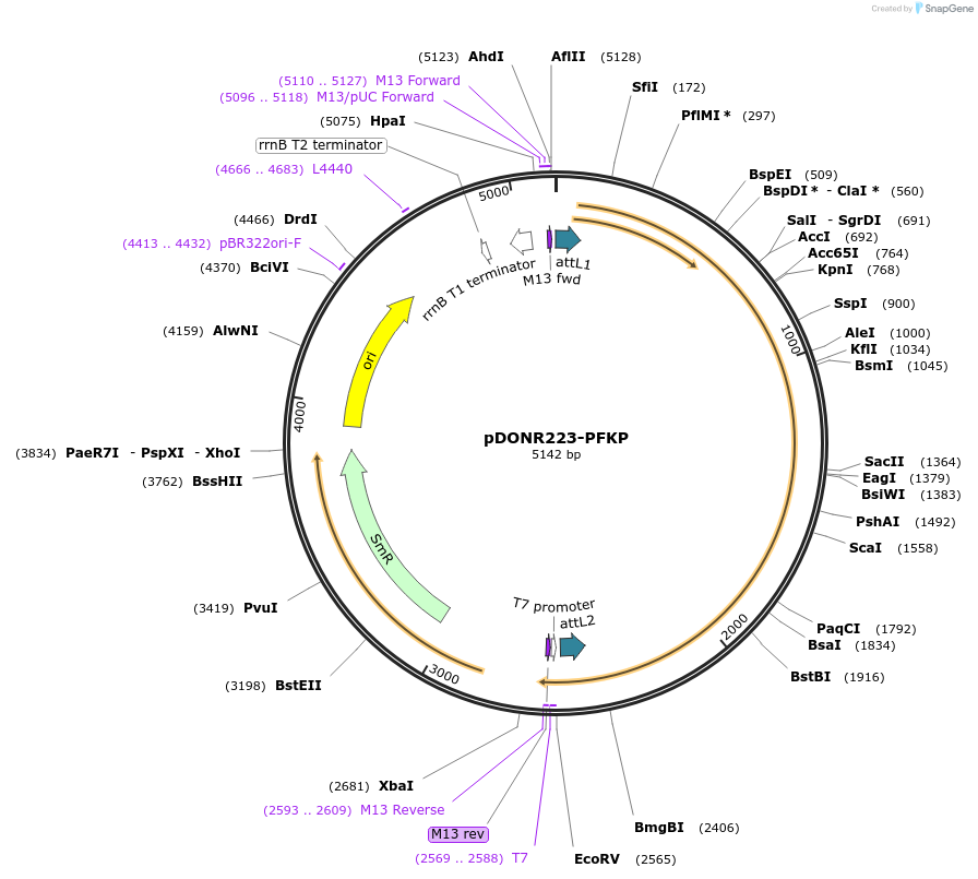 23869-plasmid-map-sequence-id-343698