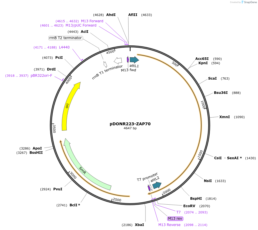 23887-plasmid-map-sequence-id-343699