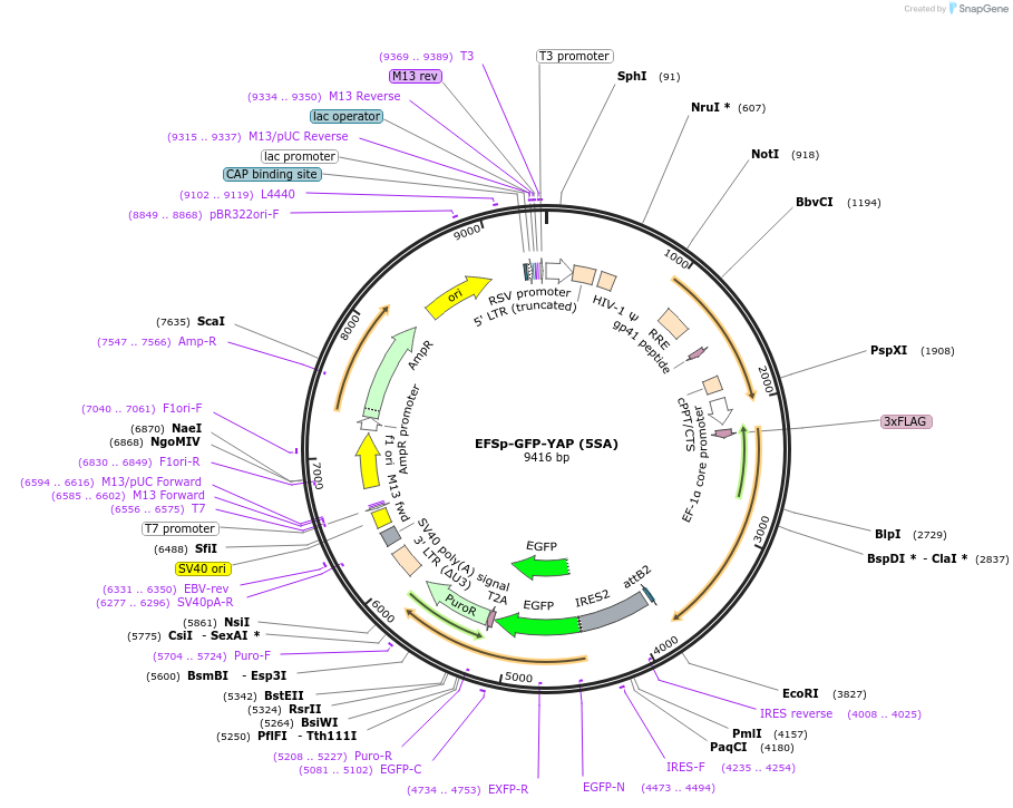 174170-plasmid-map-sequence-id-343725