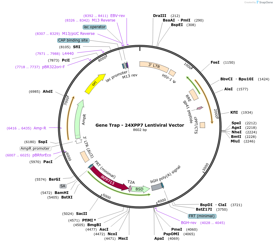 174199-plasmid-map-sequence-id-343727