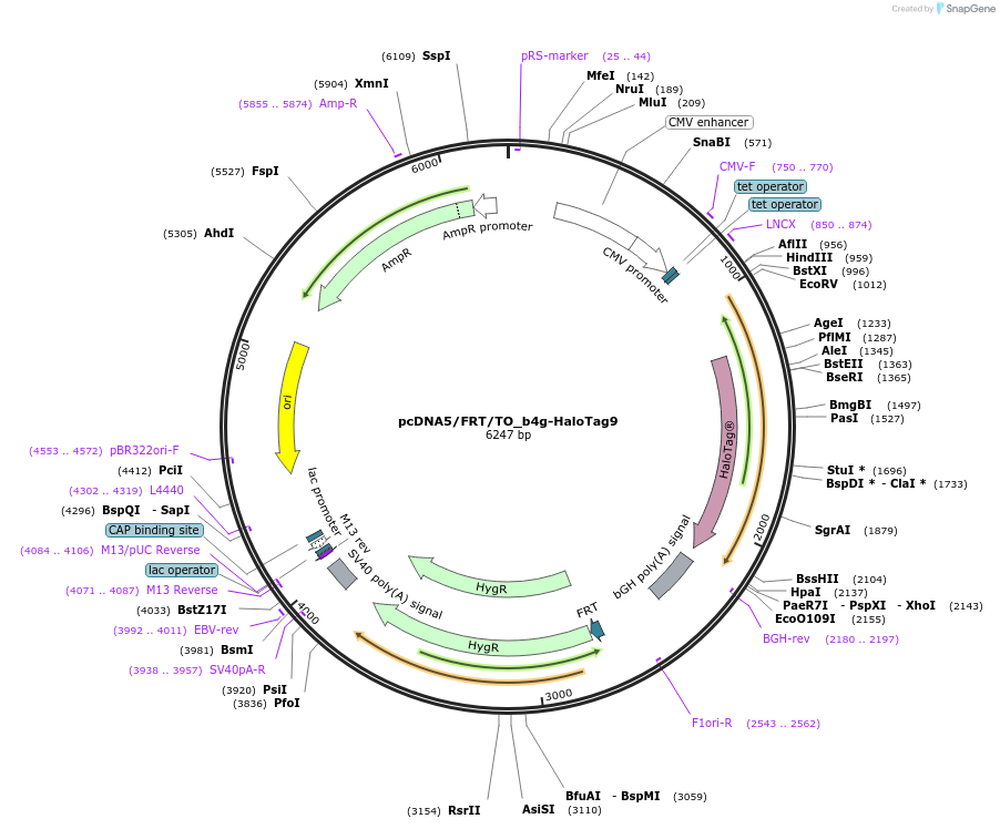 175546-plasmid-map-sequence-id-343740