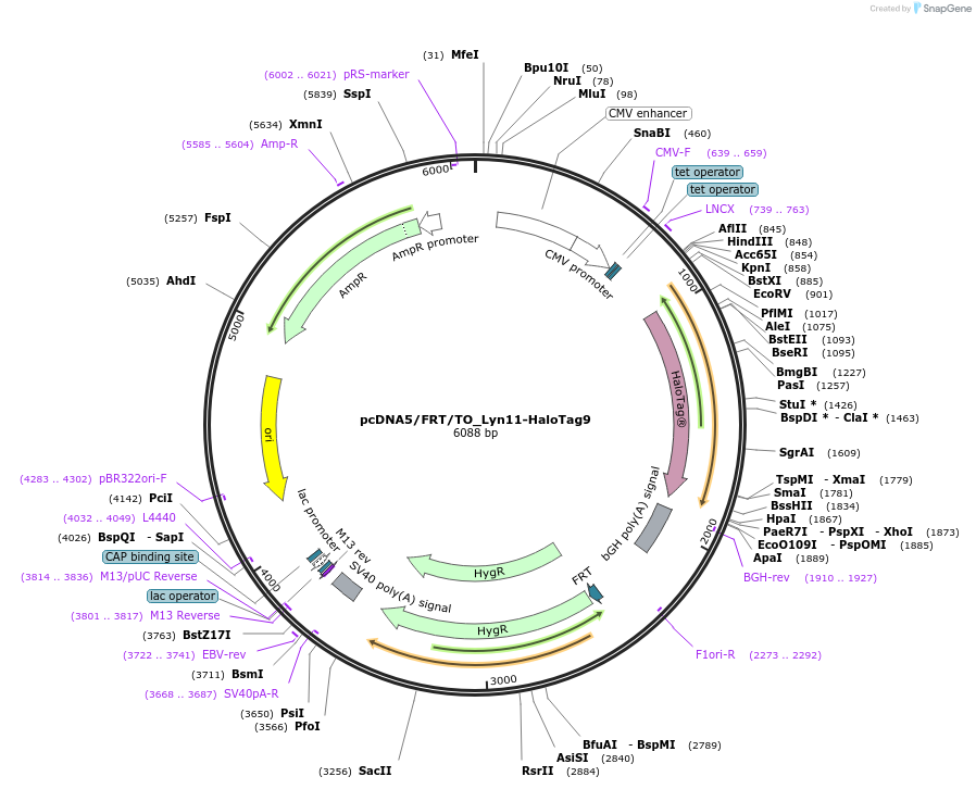 175543-plasmid-map-sequence-id-343741