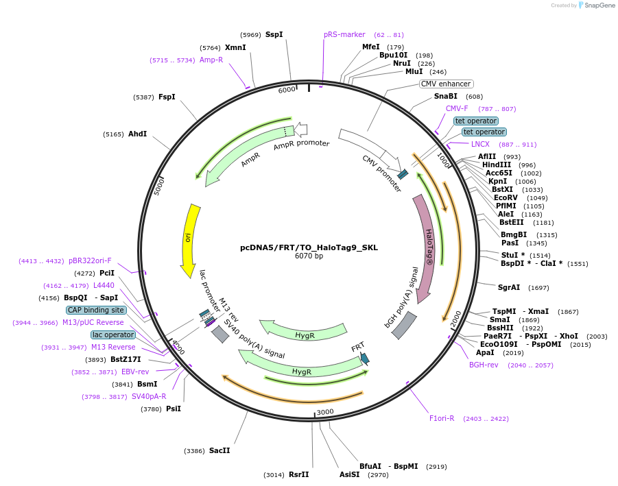 175542-plasmid-map-sequence-id-343742