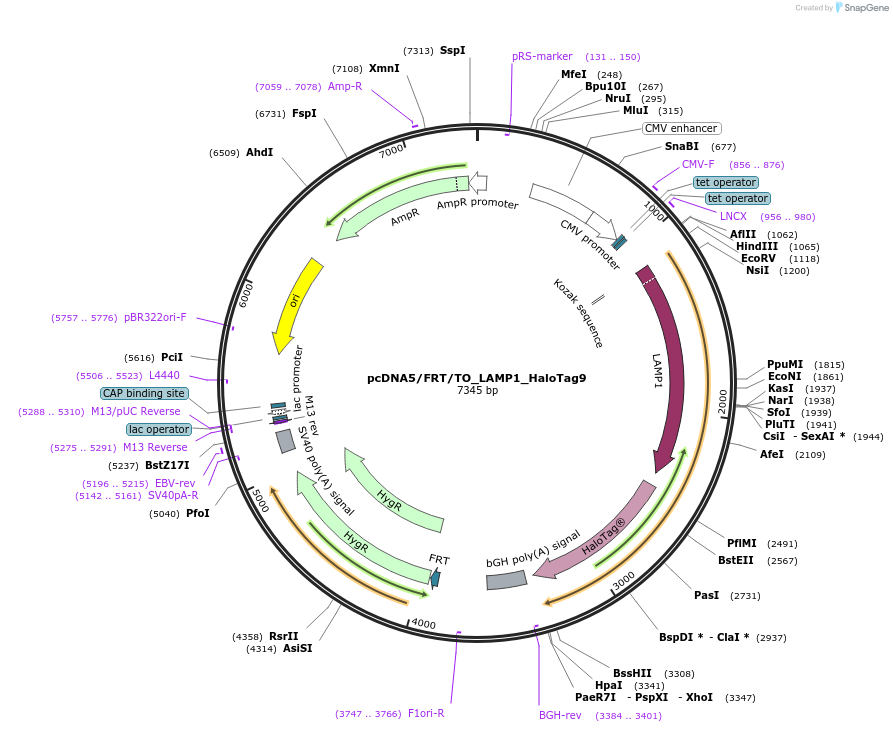 175541-plasmid-map-sequence-id-343743