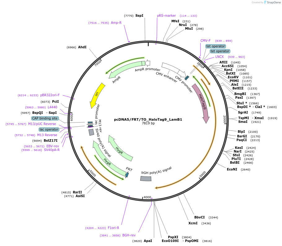 175538-plasmid-map-sequence-id-343745