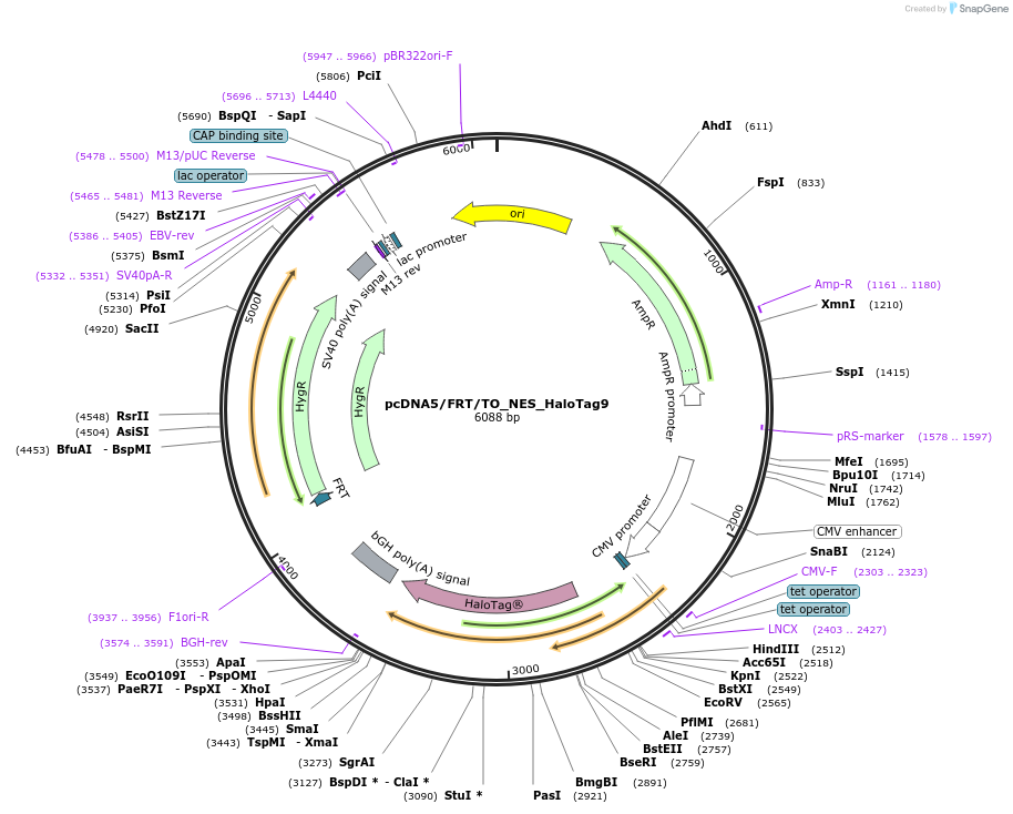 175537-plasmid-map-sequence-id-343746