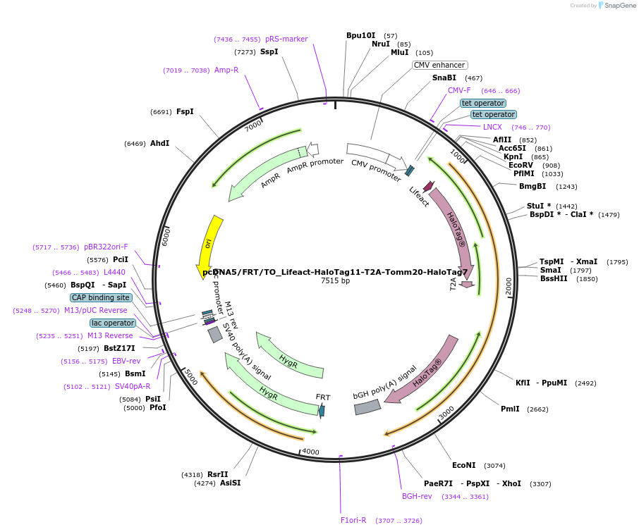 175526-plasmid-map-sequence-id-343756