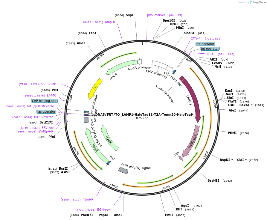 175523-plasmid-map-sequence-id-343758