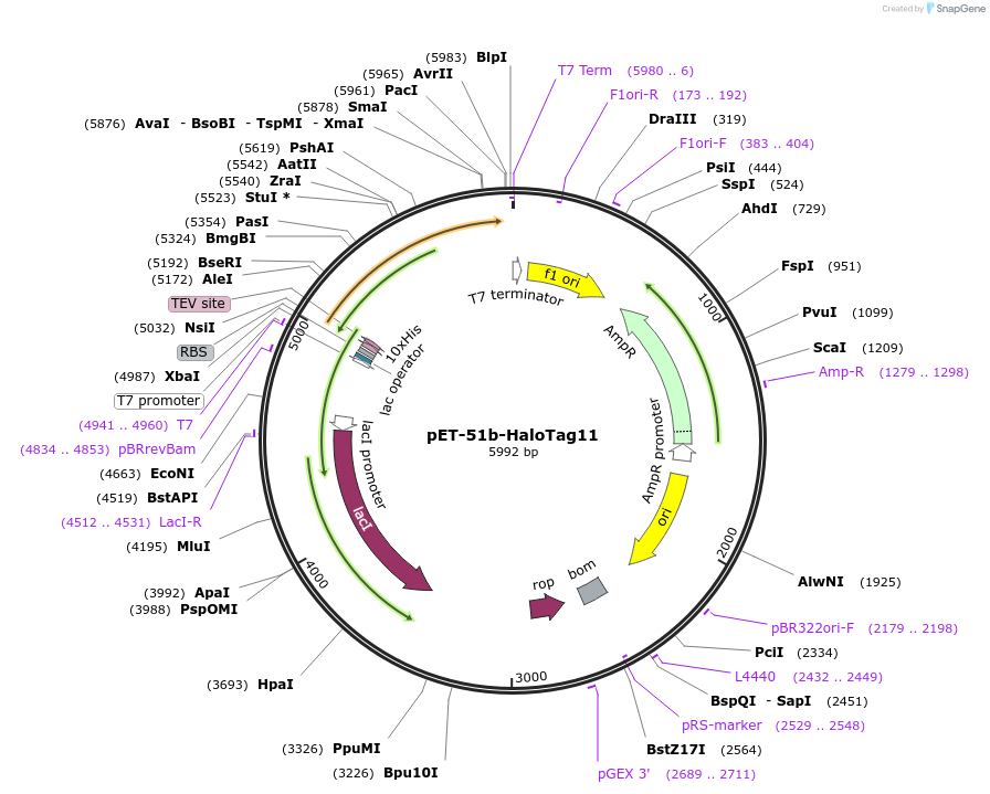 175519-plasmid-map-sequence-id-343760