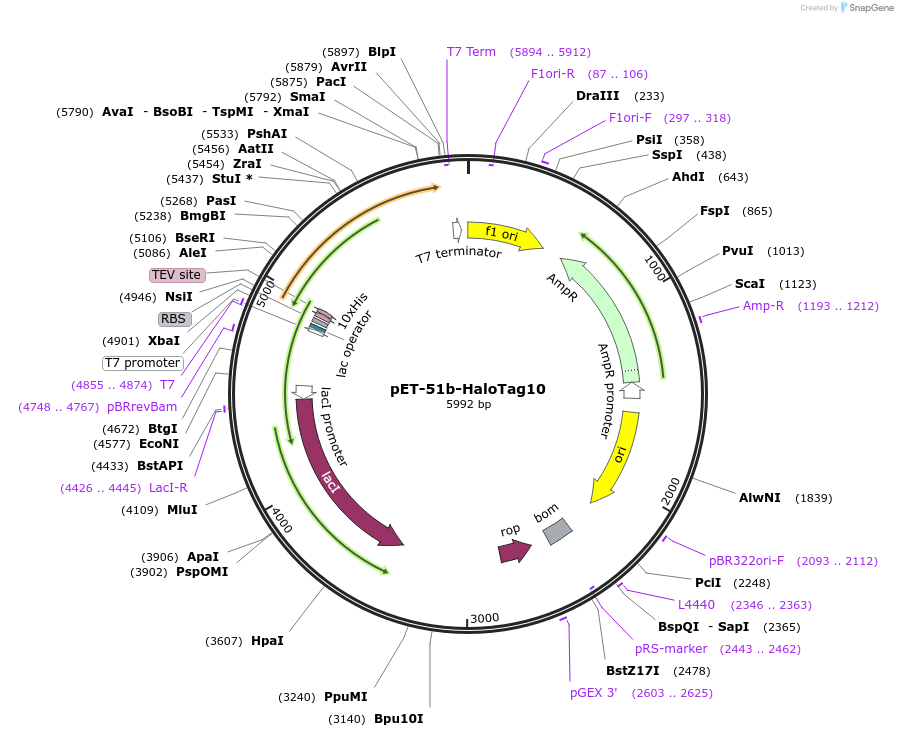 175520-plasmid-map-sequence-id-343761