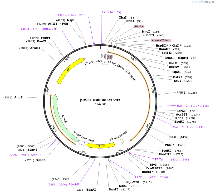 175187-plasmid-map-sequence-id-343765
