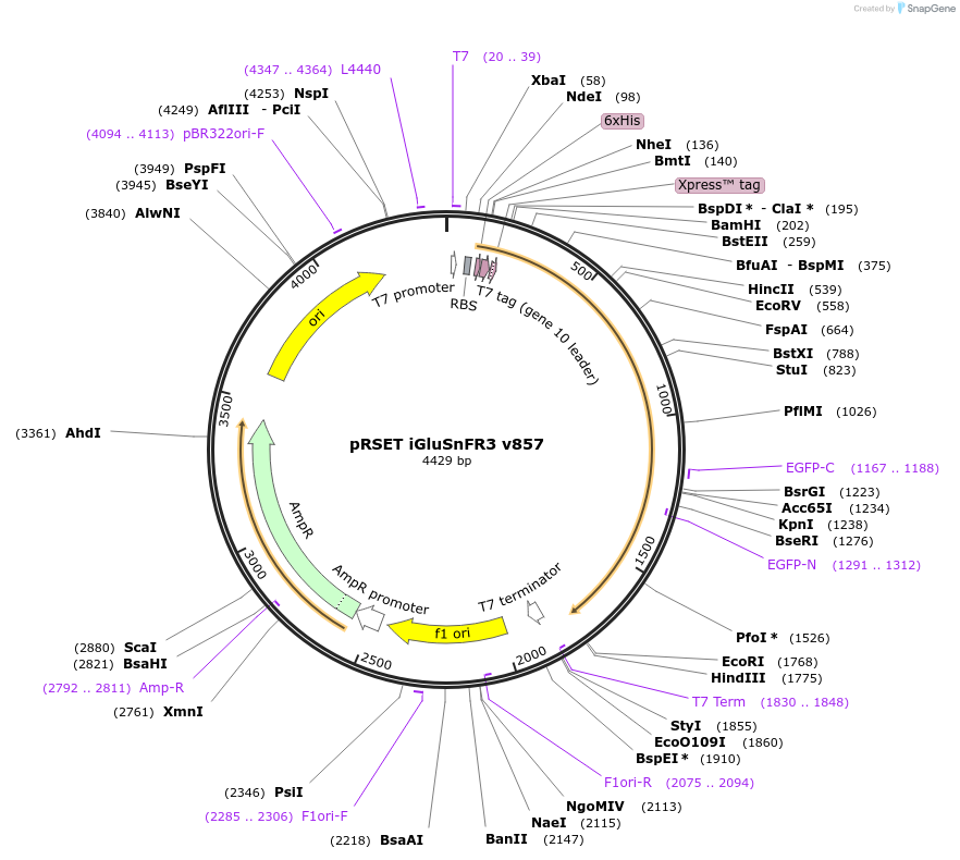 175186-plasmid-map-sequence-id-343766