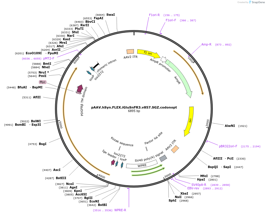 175182-plasmid-map-sequence-id-343767