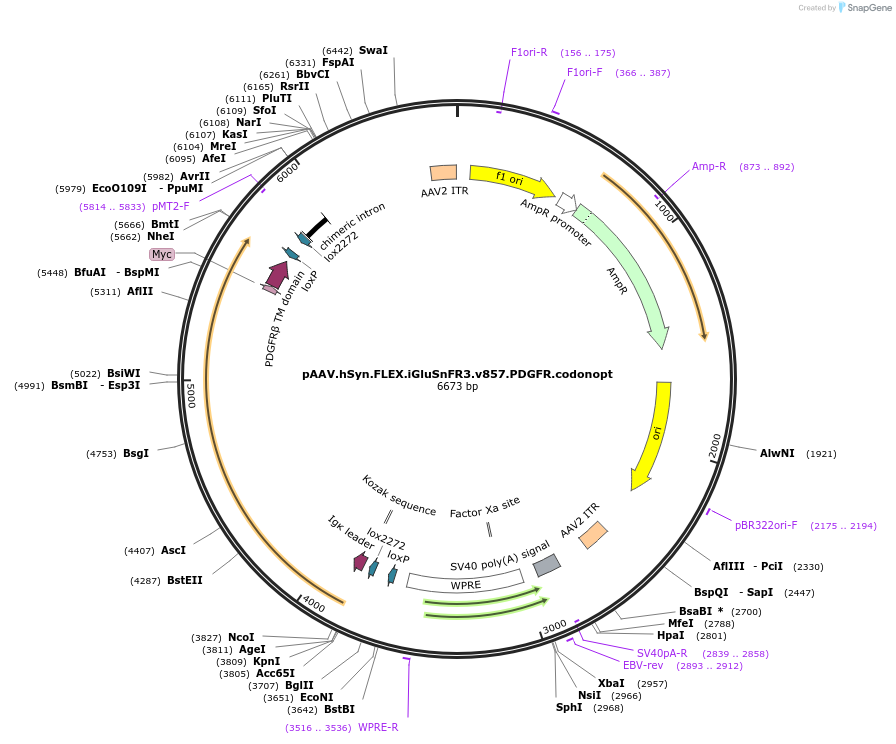 175180-plasmid-map-sequence-id-343768