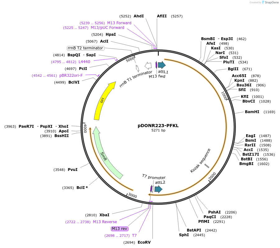 23729-plasmid-map-sequence-id-343771