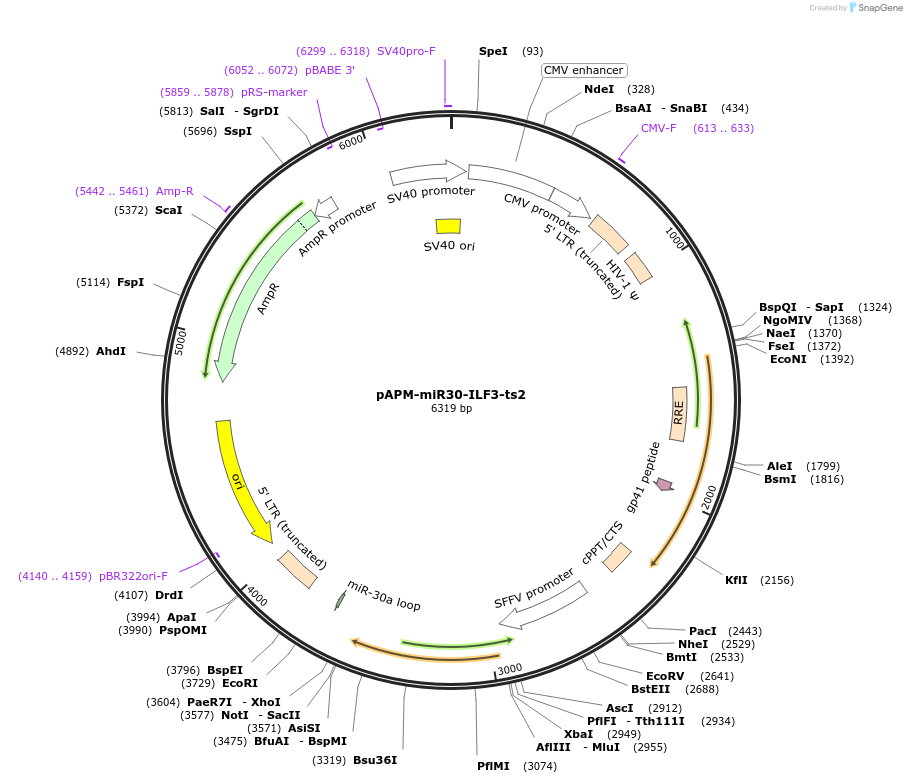 174266-plasmid-map-sequence-id-343775