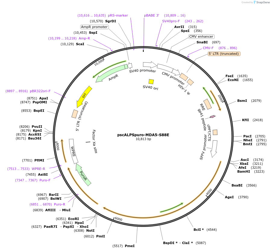 174227-plasmid-map-sequence-id-343776