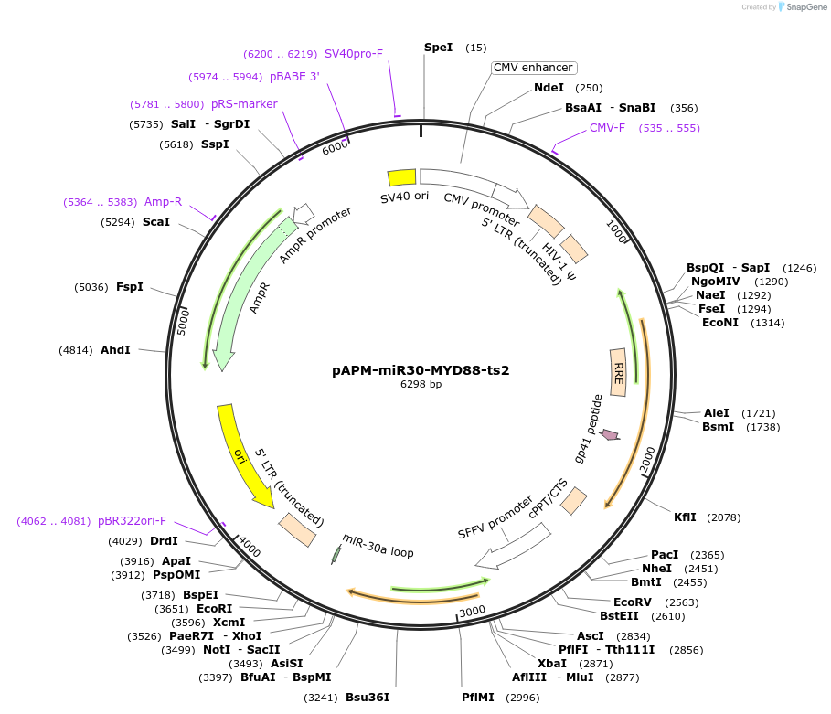 174281-plasmid-map-sequence-id-343785