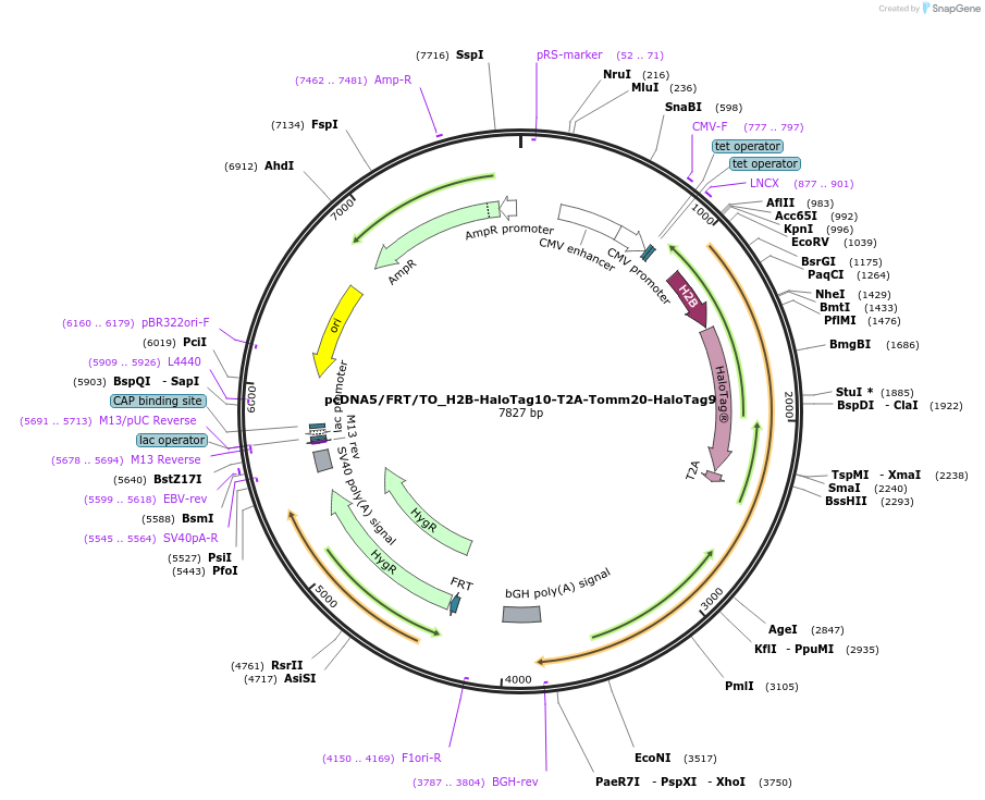 175525-plasmid-map-sequence-id-343791