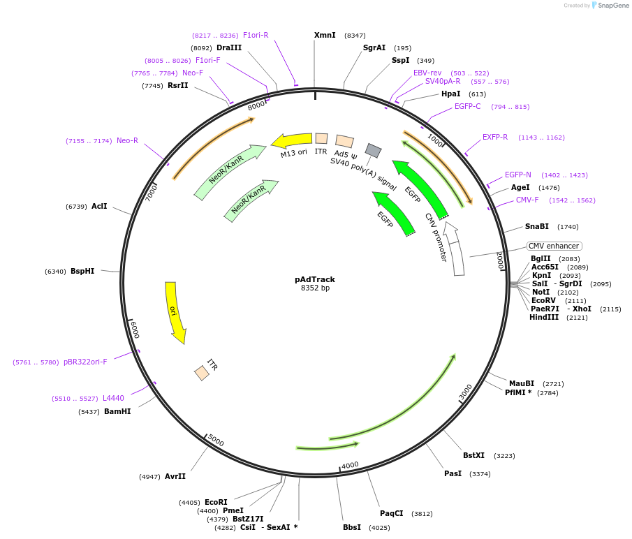 16404-plasmid-map-sequence-id-343795