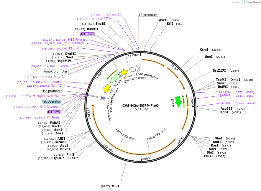 172373-plasmid-map-sequence-id-343796