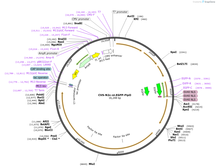 172379-plasmid-map-sequence-id-343809