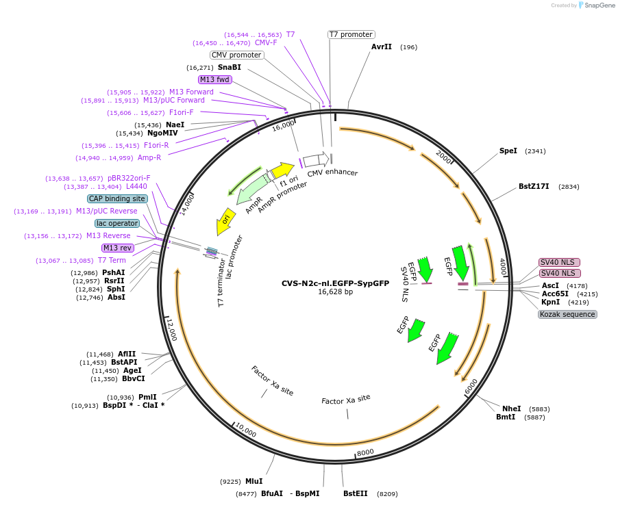 172380-plasmid-map-sequence-id-343811