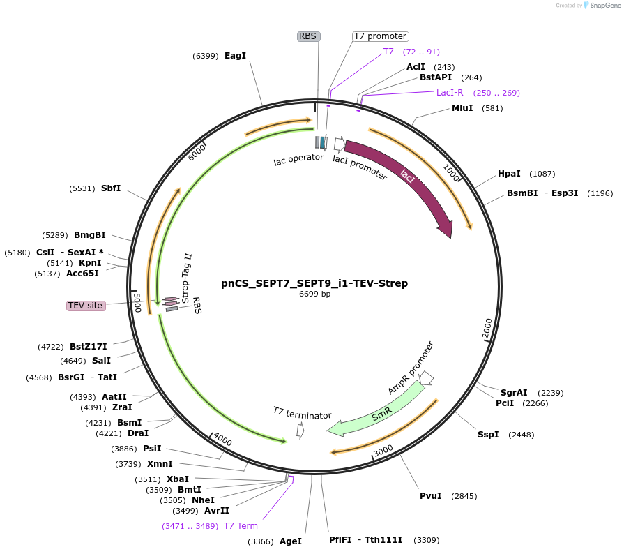 174500-plasmid-map-sequence-id-343813