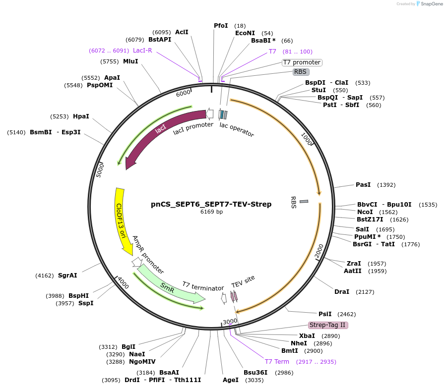 174499-plasmid-map-sequence-id-343814