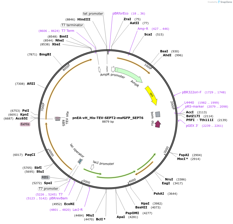 174498-plasmid-map-sequence-id-343819
