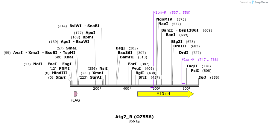 34382_map