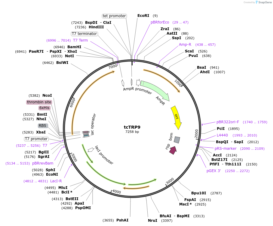 175793-plasmid-map-sequence-id-343820