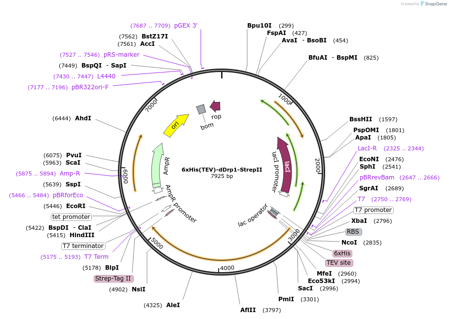 174421-plasmid-map-sequence-id-343831