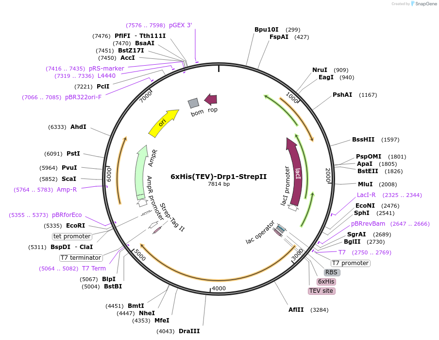 174422-plasmid-map-sequence-id-343835