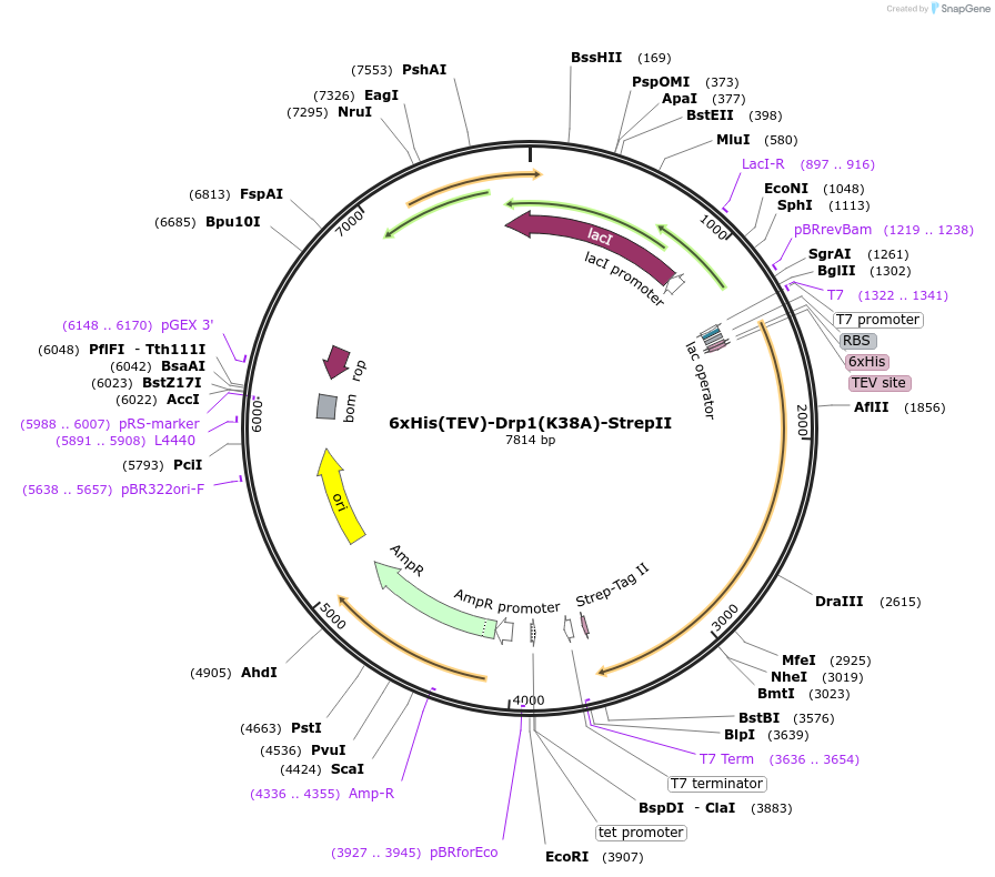 174423-plasmid-map-sequence-id-343837