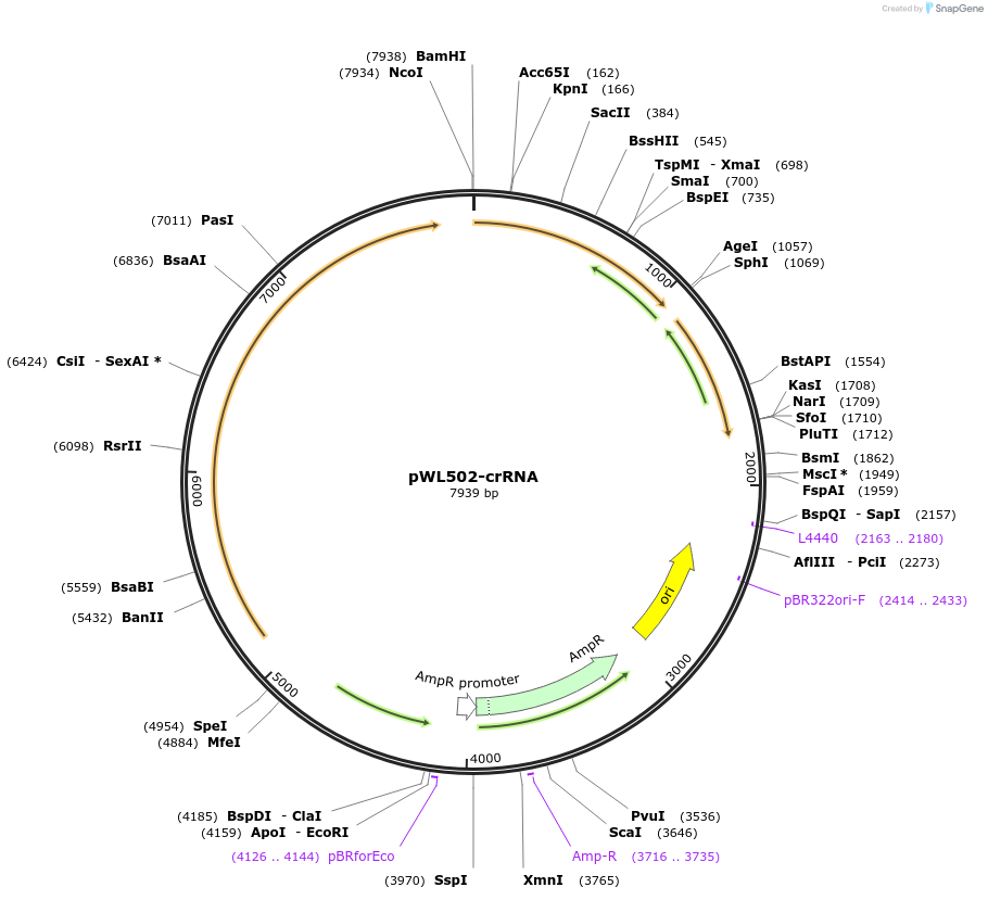 174383-plasmid-map-sequence-id-343840